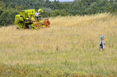 Zniwa na ul. Wolkowyskiej w Gdansku Pieckach - Migowie...