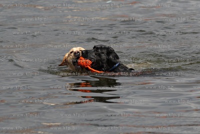 Gdańsk. Festyn z Pompą na Żabim Kruku, podczas którego...