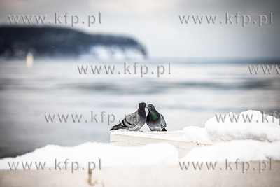 Zima w Sopocie. Gruchające gołębie na molo.
10.02.2021
fot....