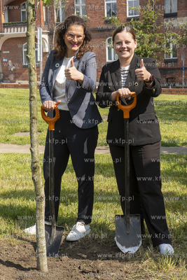 Na skwerze Daszyńskiego w Gdańsku posadzono dwa ambrowce...
