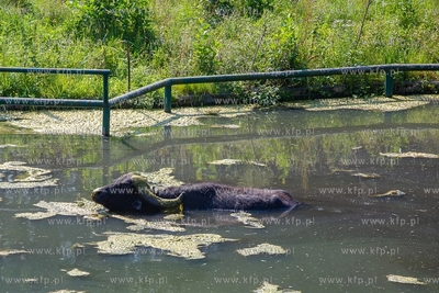 Gdańsk. Zoo w Oliwie. Upał w Zoo. Nz. Bawoły chłodzą...