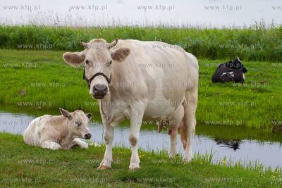 Kluki Smołdzińskie. Nz. Krowy. 14.07.2018. Fot. Anna...