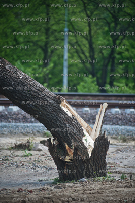 Gdynia Kolibki. Drzewa polamane przez burze. 19.05.2013...