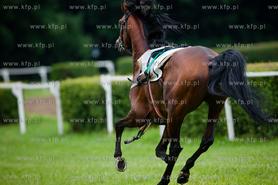 Wyscigi konne na sopockim hipodromie.
13.07.2013
fot....