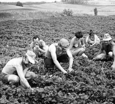 Zbior truskawek na Kaszubach.
3.07.1979
odb_02_10_13
Fot....