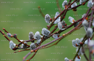 Pierwszy dzien wiosny. Oszronione bazie 

21.03.2007

Fot....