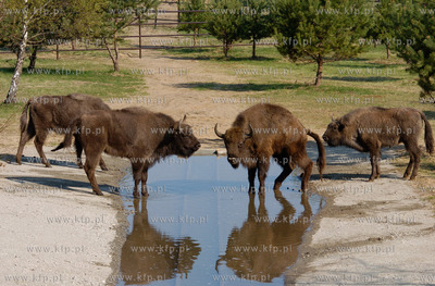 Slupsk  W Dolinie Charlotty pod Slupskiem powstaje...
