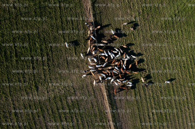 Wypas krow na polskich lakach. NZ laki i stado w okolicy...