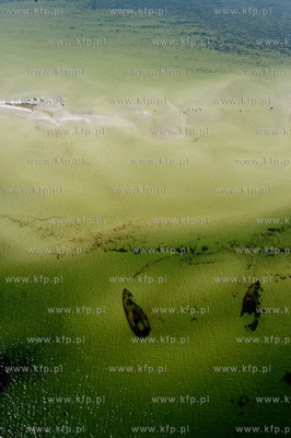 Marsz Sledzia odbywa sie Rybitwia Mielizna (Rewa Mew)...