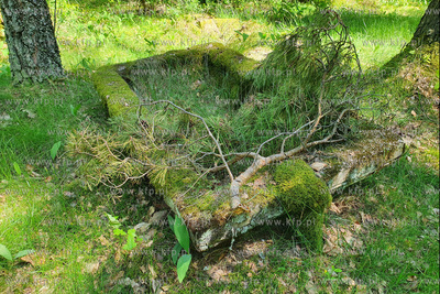 Cmentarz dawnej gminy żydowskiej w Skarszewach, założony...