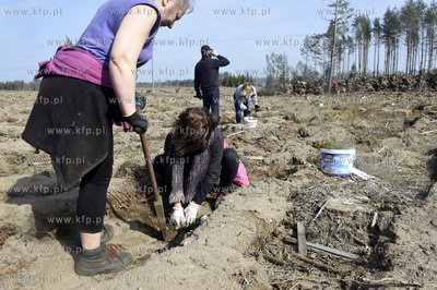 Gmina Lipusz. W Żelewcu nowy las na ziemii należącej...