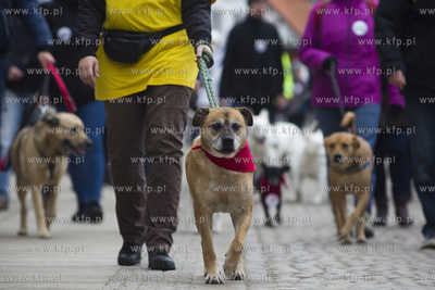 Spacer podopiecznych gdańskiego schroniska Promyk...