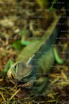 Uniwersytet Gdanski. Wydzial Biologii. Terrarium zamieszkale...