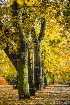 Gdańsk. Jesien w Parku Steffensa.
30.10.2016
fot....