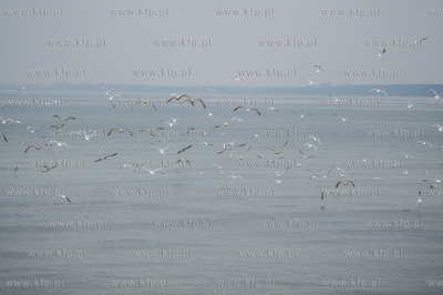 Sopot. Molo. Niedzielni spacerowicze, ktorych nie odstrasza...