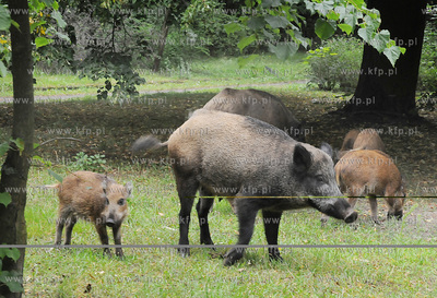 Dziki pojawily sie przy karczmie Harnas w okolicach...