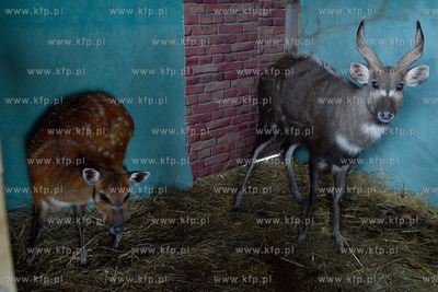 W Debogorzu Wybudowaniu (gmina Kosakowo), tuz przy...