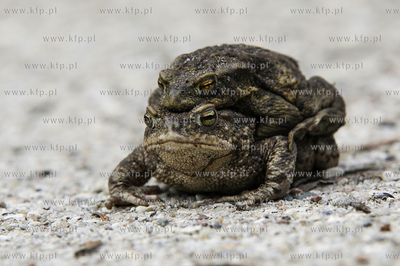 Ropucha szara, ropucha zwyczajna (Bufo bufo), gatunek...
