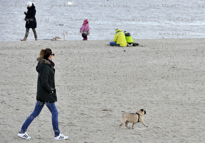 Plaza. Sopot. Okolice Molo. Psy na plazy. 27.02.2016...