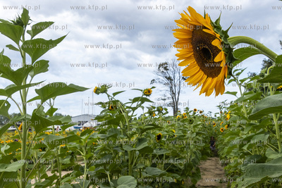"Przystań Słoneczniki", plantacja słoneczników...