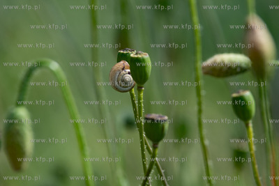 Chwaszczyno. Maki.11.07.2019 Fot. Anna Bobrowska...