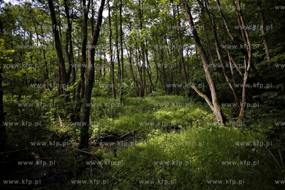 Trojmiejski Park Krajoobrazowy. Dolina Radosci. 12.06.2012...