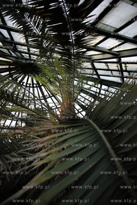 Palmiarnia w Parku Oliwskim. 04.01.2013 fot. Krzysztof...