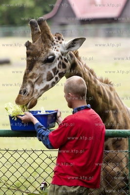 Gdańskie Zoo. Karmienie żyraf specjalnym tortem z...