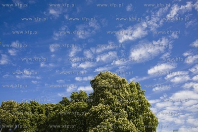 Kwitnące kasztanowce w Gdańsku.
09.05.2018
fot....