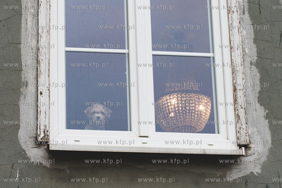 Gdańsk, ul. Lektykarska. Nz. Piesek w oknie. 4.02.2022...