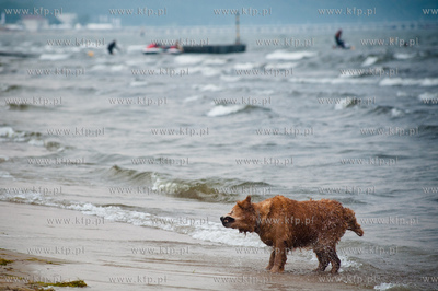 Sopocka plaza przyjazna dla zwierzat. Wprowadzona uchwala...