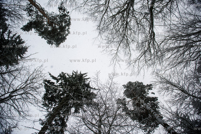 Sniezny zimowy dzien nad jeziorem Otominskim.
21.01.2016
fot....