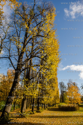 Gdańsk. Jesien w Parku Steffensa.
30.10.2016
fot....