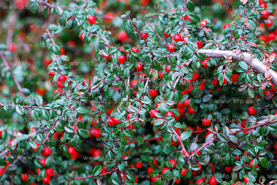 Owocujacy krzew
21.03.2007
Fot. Andrzej J. Gojke...