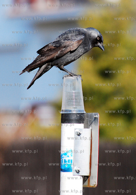 Kawka bawiaca sie plastikowym kubkiem pozostawionym...