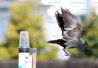 Kawka bawiaca sie plastikowym kubkiem pozostawionym...