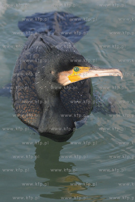 Kormoran na zamarznietych wodach Zatoki Gdanskiej w...