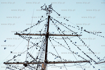 Tysiace ptakow przeslonilo w sobote wieczorem niebo...