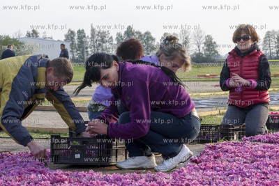 Mokry Dwor - przygotowania do Zulawskiego Tulipna....