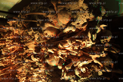 Uroczyste otwarcie Piwnicy Romanskiej z XIIIw., ktora...