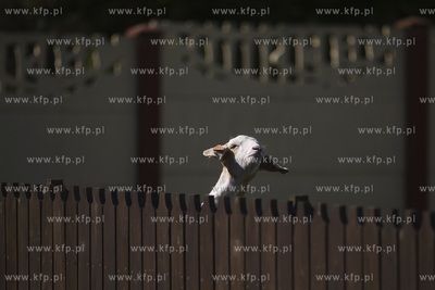 Jan Kruk ze Świńcza pod Pruszczem Gdańskim znalazł...