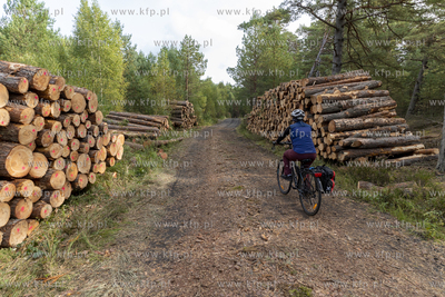 Wycinka lasu w okolicach Słajszewa w woj. pomorskim...