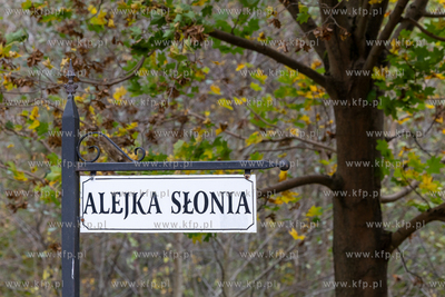Gdańsk. Z O O w Oliwie. Pożegnanie ostatniego słonia....