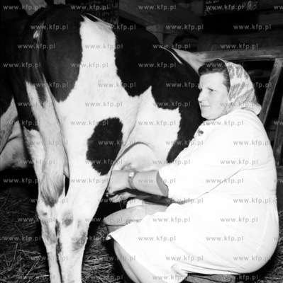 Dojenie krowy w PGR-rze. 0001813z 1963 Fot. Zbigniew...