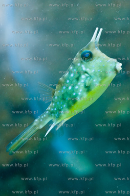 Akwarium Gdynskie Morskiego Instytutu Rybackiego -...