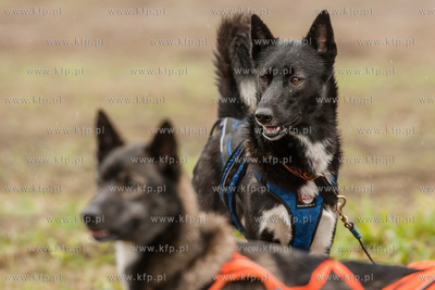 Przywidz. Puchar Polski w Wyscigach Psich Zaprzegow.
17.04.2016
fot....