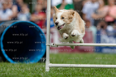 Sopot. Łazienki Połnocne. Zawody Latających Psów.
Nz...