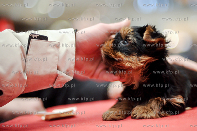 Swiatowy Dzien Kota w Galerii Baltyckiej. Obchodom...