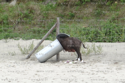 Krynica Morska. Dzik odwiedzil plaze, aby pozywic sie...