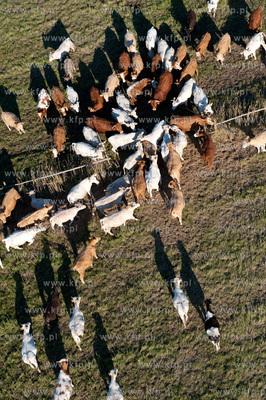 Wypas krow na polskich lakach. NZ laki i stado w okolicy...